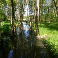 Der Fluss Ilanka fließt zwischen den Bäumen in Polen